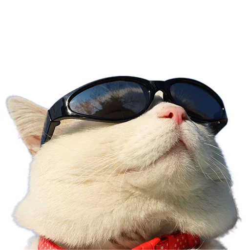 Стикер Котейки