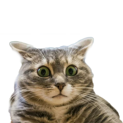 Стикер Котейки