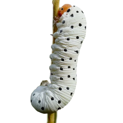 Стикер Caterpillar