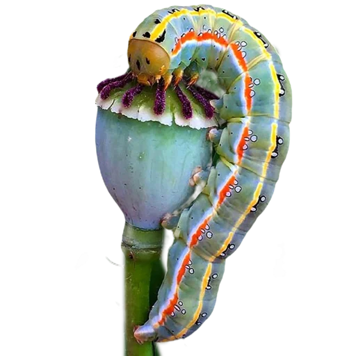 Стикер Caterpillar
