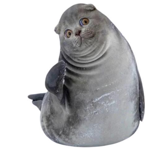 Стикер Cat Faces