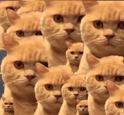 Стикер catislooking