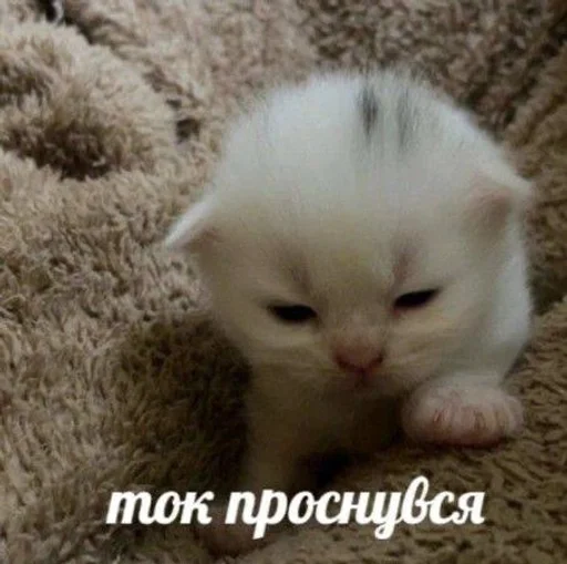 Стикер котики