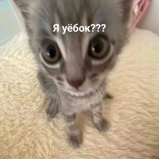 Стикер котики