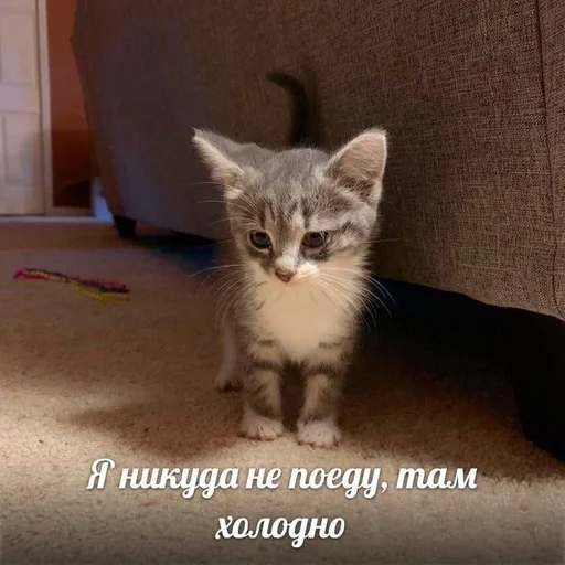 Стикер котики