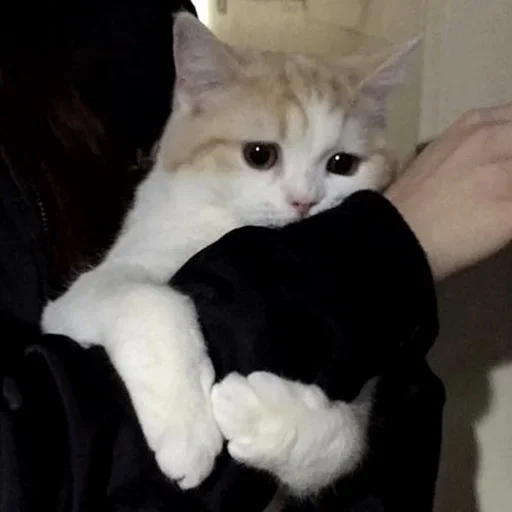 Стикер Коты💕