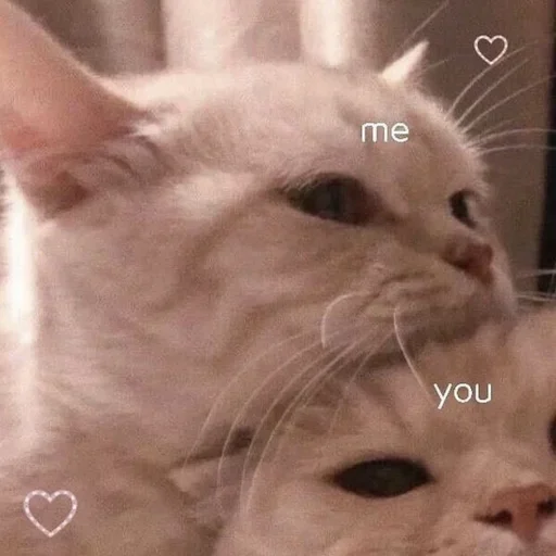 Стикер Коты💕