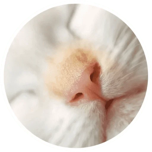🐱
