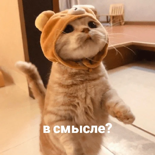 Стикер котики и мы