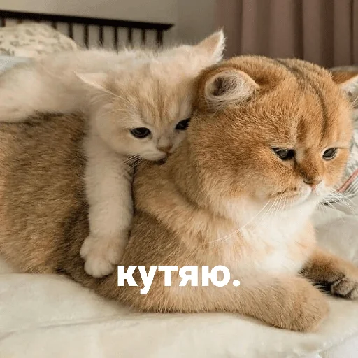 Стикер котики и мы