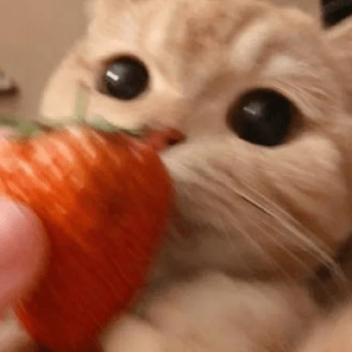 Стикер котики и мы