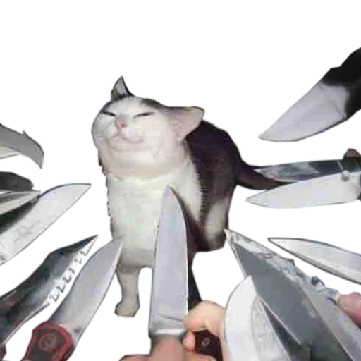 Стикер cats cats cats!