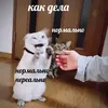Стикер Коты на каждый день ?