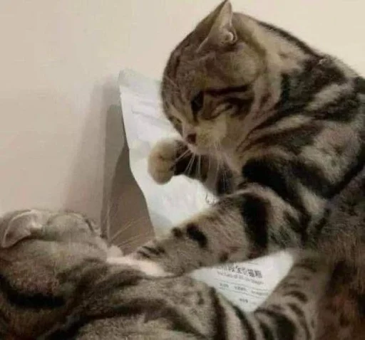 Стикер котики
