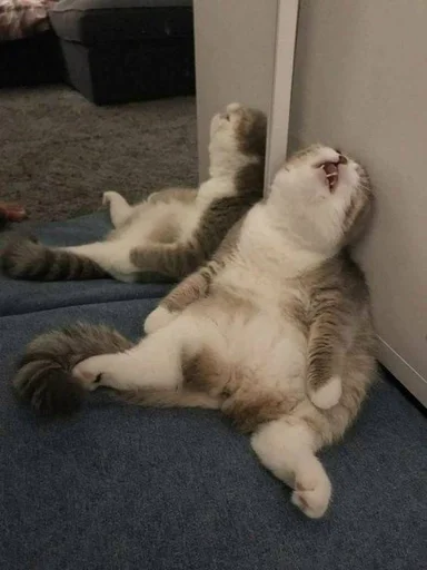 Стикер котики