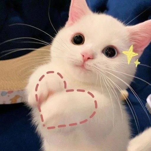 Стикер котики