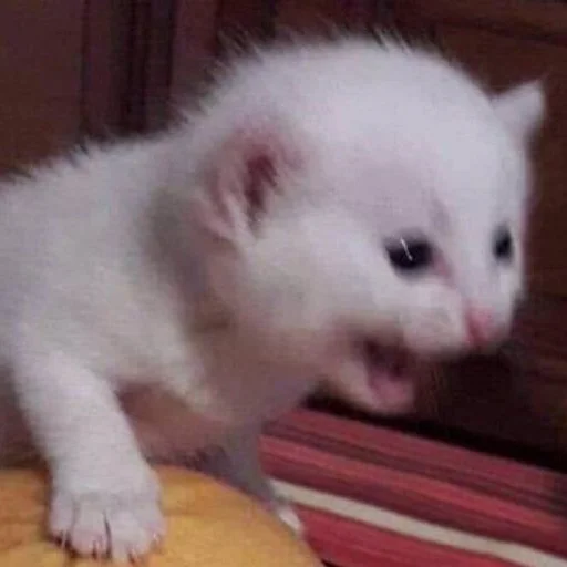 Стикер кис кис я котик ты котик