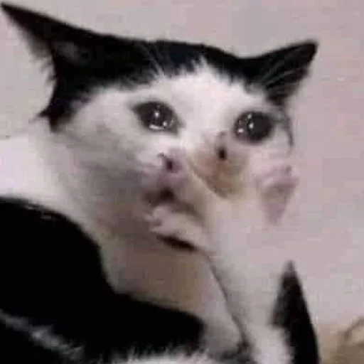 Стикер кис кис я котик ты котик