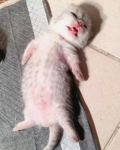 Стикер кис кис я котик ты котик