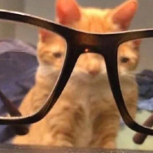 Стикер кис кис я котик ты котик