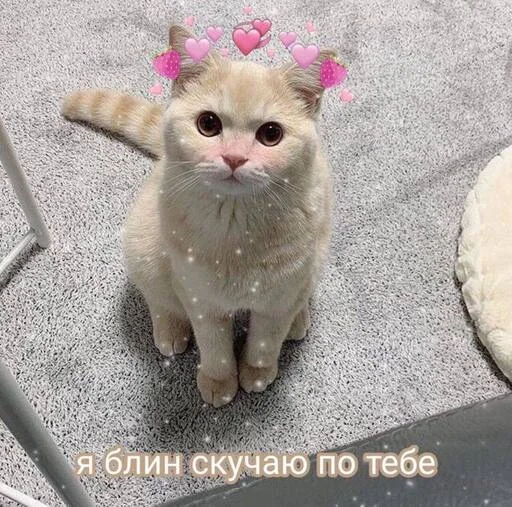 Стикер Котики