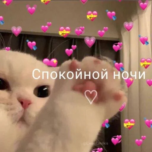 Стикер Котики