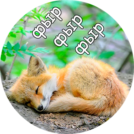 Стикер Лисички