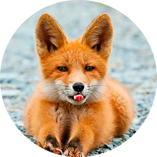 Стикер Лисички