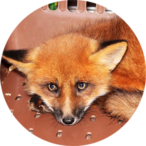 Стикер Лисички