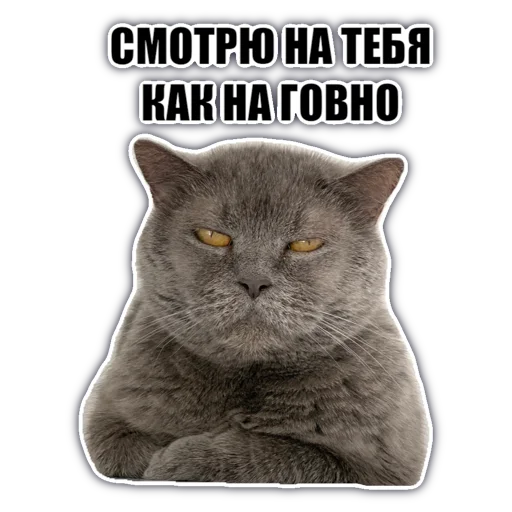 Стикер chatkasha