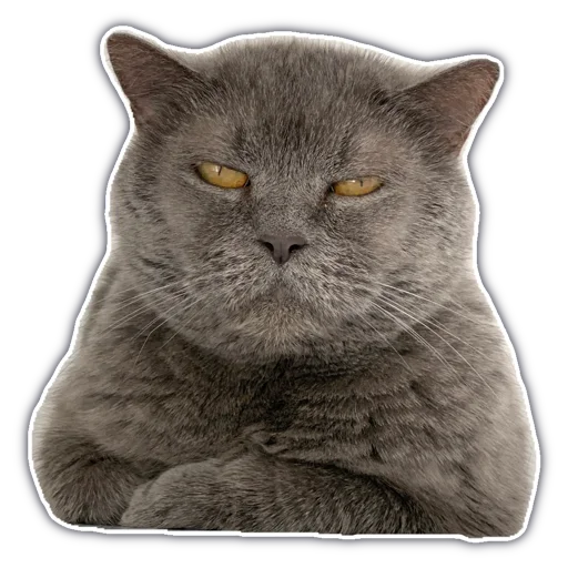 Стикер chatkasha