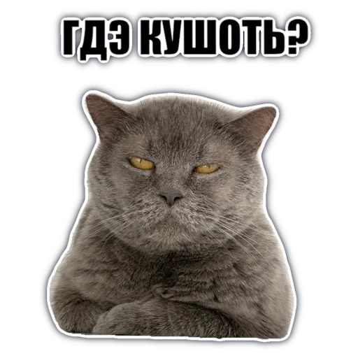 Стикер chatkasha