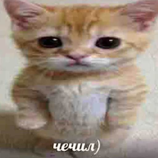 Стикер чткл