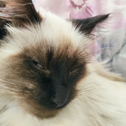 Стикер Черномырдин