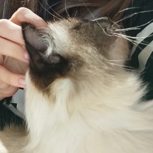 Стикер Черномырдин