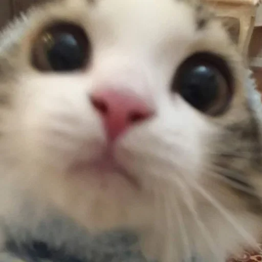 Стикер closticks10!