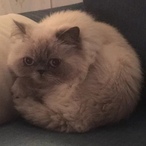 Стикер closticks14!