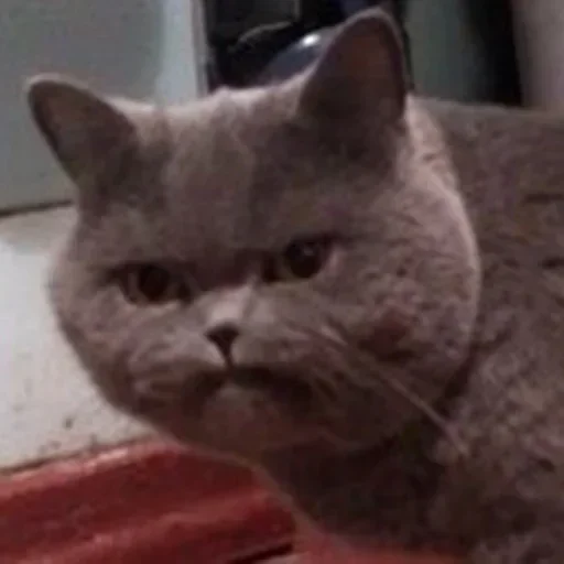 Стикер closticks14!