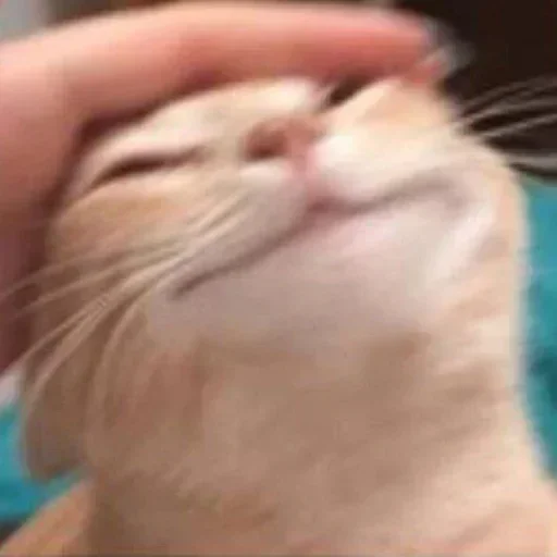 Стикер closticks16!