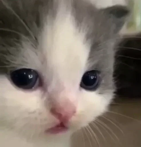 Стикер closticks16!