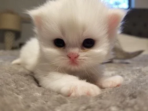 Стикер closticks8!