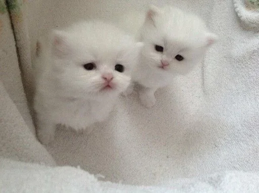 Стикер closticks8!