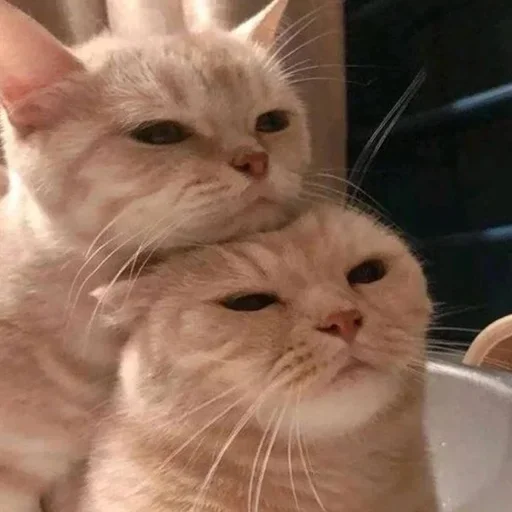 Стикер closticks3!