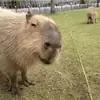 Стикер Capybara?