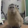 Стикер Capybara?