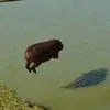 Стикер Capybara?