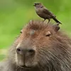Стикер Capybara?