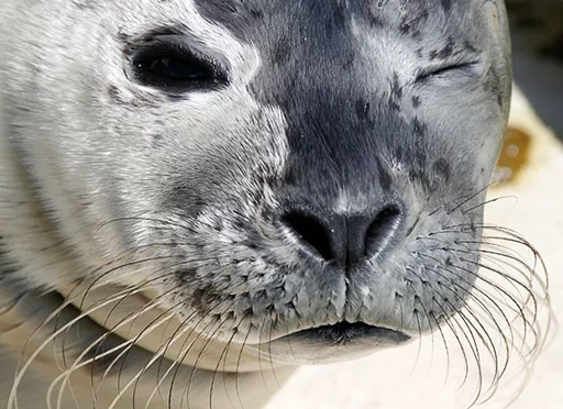 Стикер Seals | Тюлени