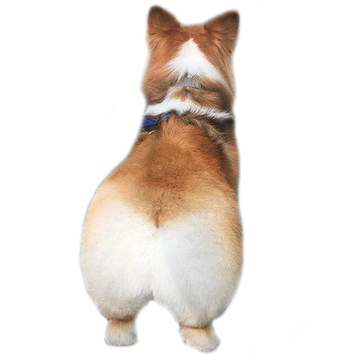 Стикер Corguage