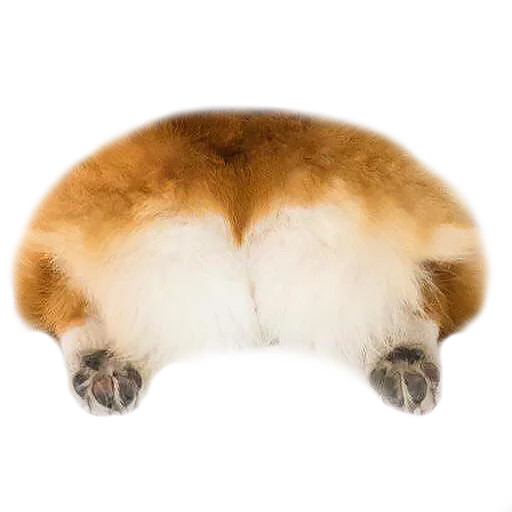 Стикер Corguage